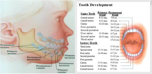 birth many teeth development
